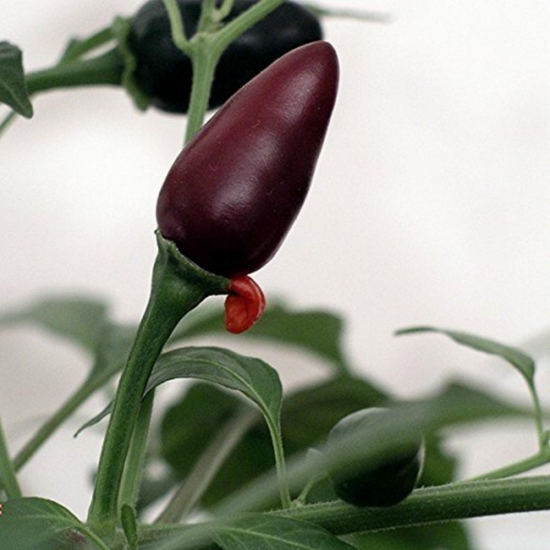 Orozco Chilli Pepper Seeds 1.3 - 1