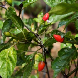 Orozco Chilli Pepper Seeds 1.3 - 2