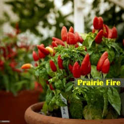 Σπόροι τσίλι Praire Fire 1.5 - 4