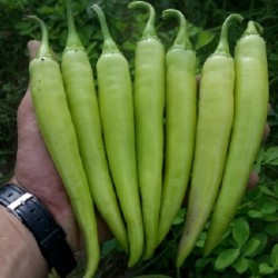 Sementes de Pimenta NISKA SIPKA Sérvio Variety 2.25 - 3