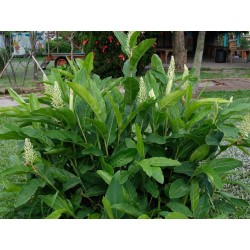 Thai-Ingwer, großer Galgant Samen (Alpinia galanga) 1.95 - 4