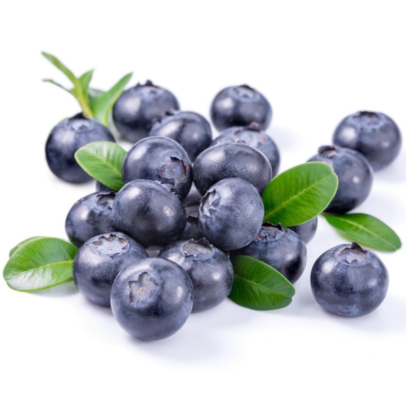Lowbush Blueberry Seeds (Vaccinium angustifolium) 2.5 - 4