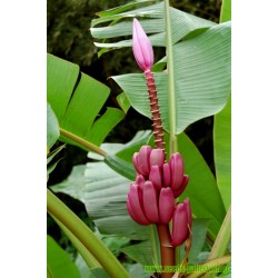 Banana Musa Ornata Seme - Purpurni Cvet