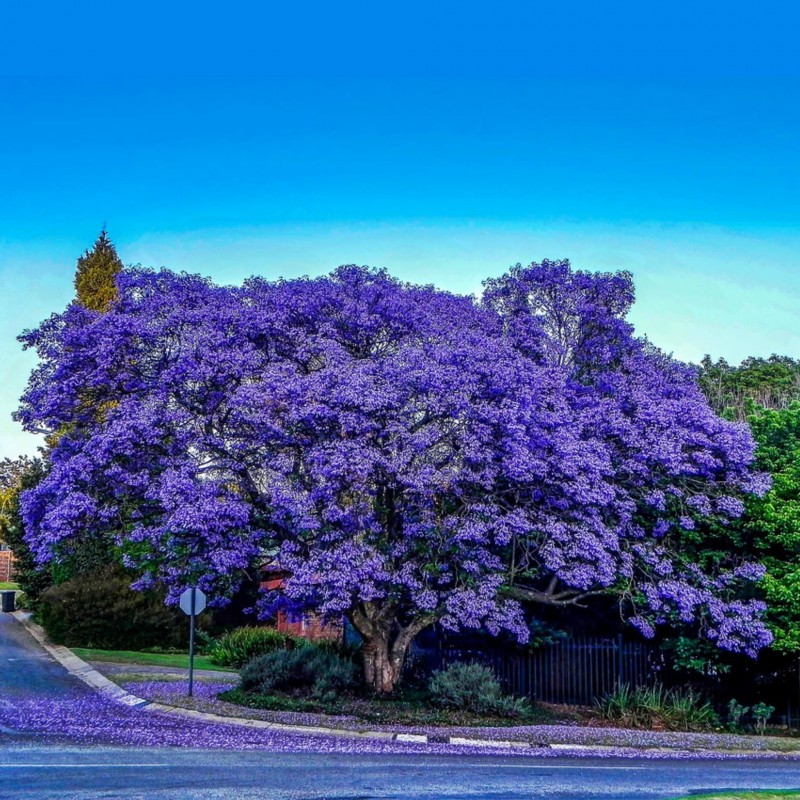 4 Ft Tall JACARANDA  BLUE FLOWER TROPICAL TREE 