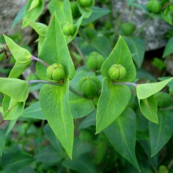 Växtfrön Euphorbia Lathyris 2.45 - 3