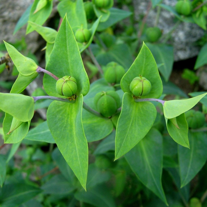 Sementes de Tartago (Euphorbia lathyris) 2.45 - 3