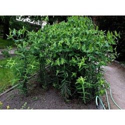 Sementes de Tartago (Euphorbia lathyris) 2.45 - 1