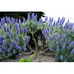 Blauer Natternkopf Samen - Stolz von Madeira 1.5 - 3