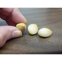 Ginkgo oder Ginko Samen (Ginkgo biloba) 3.5 - 3