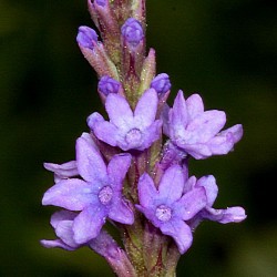 Sementes de Erva-Sagrada, Aljabão (Verbena officinalis) 1.75 - 4