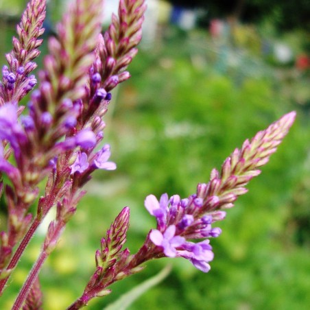 Verbena Seme (Verbena officinalis)