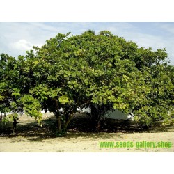 4 Fresh Thai Cashew Nut Fruit Seeds Indoor Bonsai ANACARDIUM OCCIDENTALE tree
