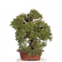 Sementes De Juniperus Chinensis 1.5 - 1