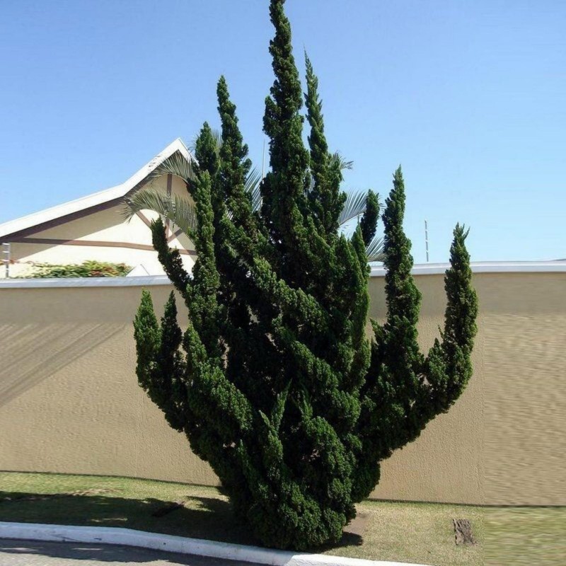 Σπόροι μπονσάι Bonsai Juniperus chinensis 1.5 - 4