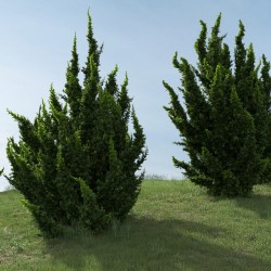 Sementes De Juniperus Chinensis 1.5 - 2