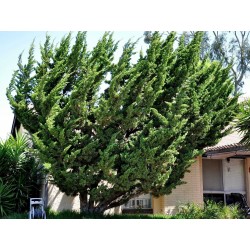 Sementes De Juniperus Chinensis 1.5 - 3