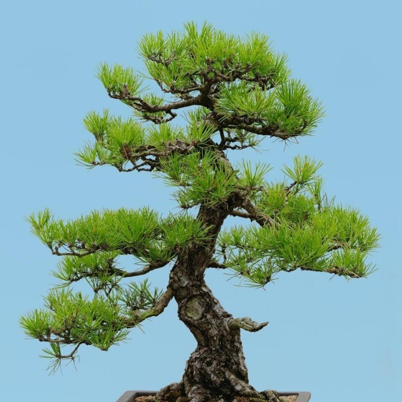 Sementes de Bonsai (Japanese Red Pine) 1.5 - 3