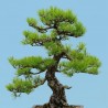 Japanese Red Pine Seeds | €1.50