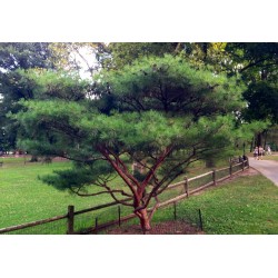 Bonsai Seeds (Japanese Red Pine) 1.5 - 2