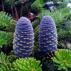 Semi di Pino siberiano (Pinus sibirica) 3.95 - 7