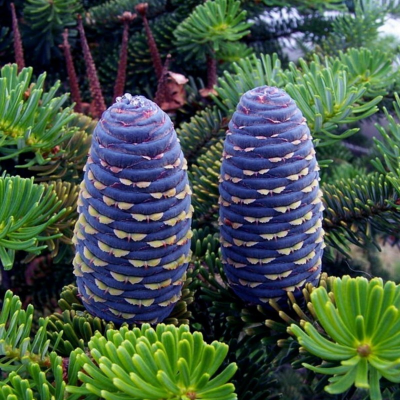 Siberian tall Frön (Pinus sibirica) 3.95 - 7