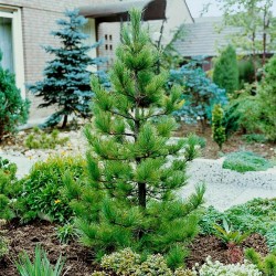Sementes de Pinus sibirica 3.95 - 3