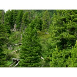 Graines de Pin de Sibérie (Pinus sibirica) 3.95 - 4