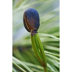Siberian tall Frön (Pinus sibirica) 3.95 - 5