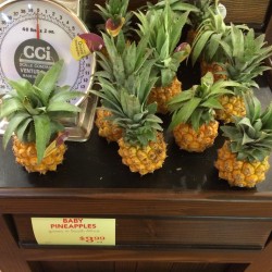 Källor Ananas nanus "Miniature Pineapple" 3 - 3