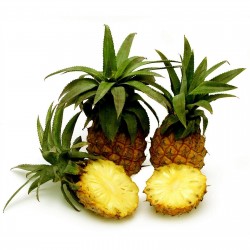 Sementes de Ananas nanus (ananaí-da-amazônia) 3 - 4