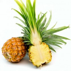 Ananas nanus 'Miniature Pineapple' Seeds 3 - 5