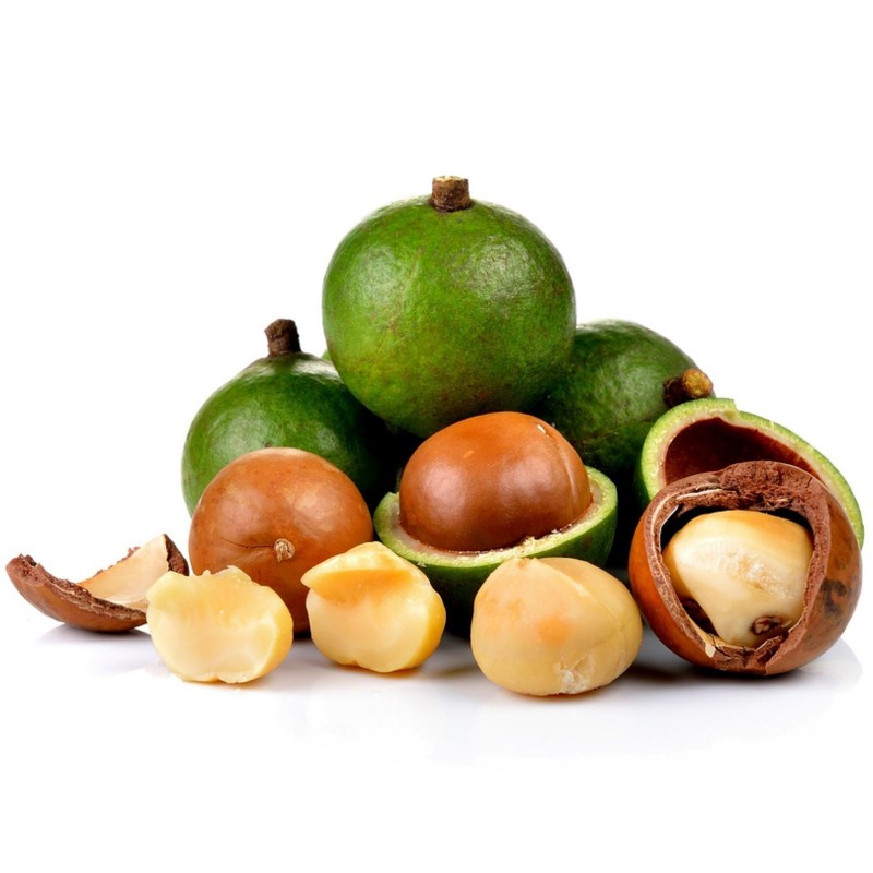 Macadamiasläktet Fröer (Macadamia integrifolia) - Pris €2.05