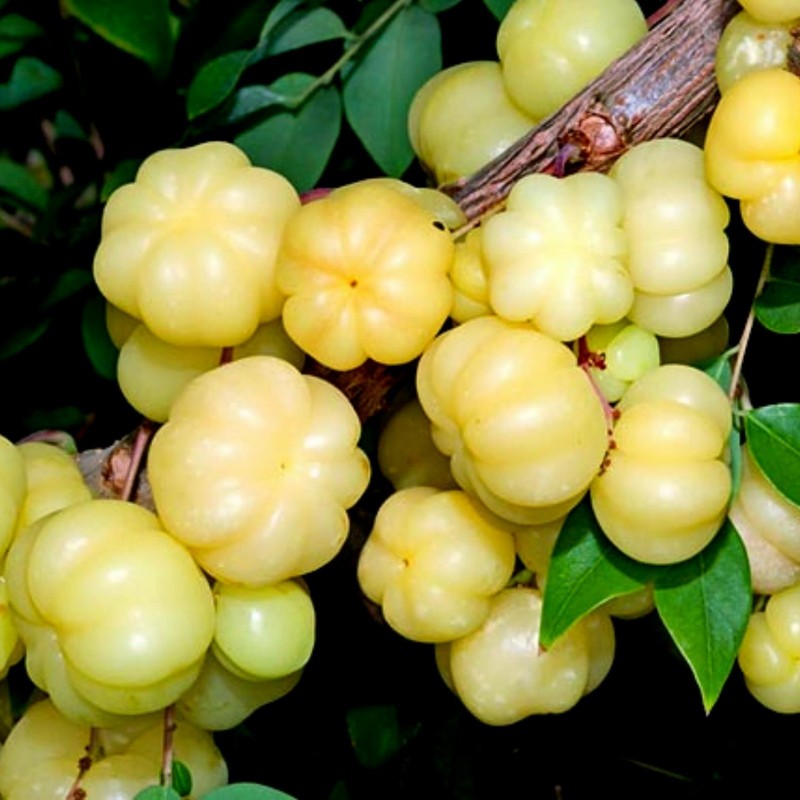 Stachelbeerbaum Samen (Phyllanthus acidus) 2.049999 - 7