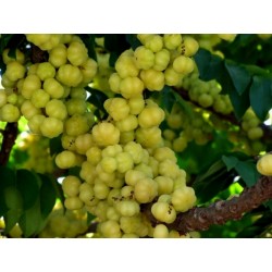 Stachelbeerbaum Samen (Phyllanthus acidus) 2.049999 - 4