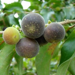 Ceylon Krusbär Frön (Dovyalis hebecarpa) 2.95 - 1