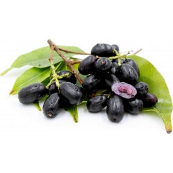 Java δαμάσκηνο, Malabar δαμασκή σπόροι (Syzygium cumini) 2.95 - 6