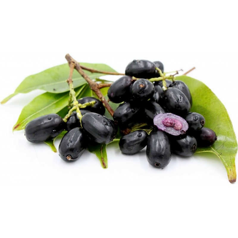 Java δαμάσκηνο, Malabar δαμασκή σπόροι (Syzygium cumini) | 2,95 €