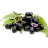 Java Plommon, Malabar Plommon Frön (Syzygium cumini) | 2,95 €