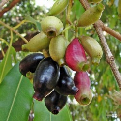 Java δαμάσκηνο, Malabar δαμασκή σπόροι (Syzygium cumini) 2.95 - 1