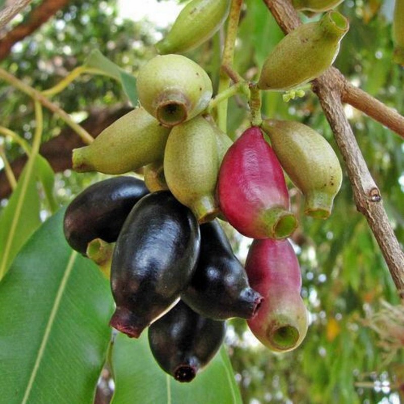 Java šljiva, Malabar šljiva Seme (Syzygium cumini) | 2,95 €