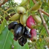 Java Plommon, Malabar Plommon Frön (Syzygium cumini) | 2,95 €