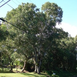 Semi di Prugna Di Giava, Prugna Di Malabar (Syzygium cumini) 2.95 - 2