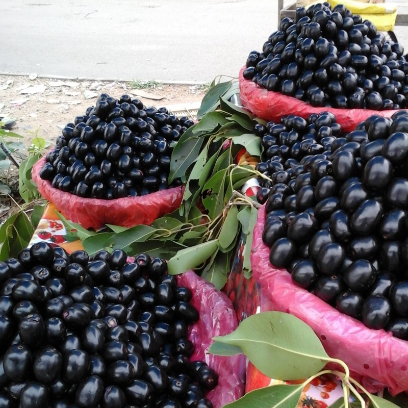 Java plum, Malabar plum Seeds (Syzygium cumini) | €2.95