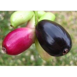 Java δαμάσκηνο, Malabar δαμασκή σπόροι (Syzygium cumini) 2.95 - 4