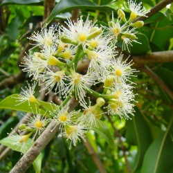 Java δαμάσκηνο, Malabar δαμασκή σπόροι (Syzygium cumini) 2.95 - 5