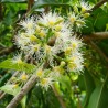 Java Plommon, Malabar Plommon Frön (Syzygium cumini) | 2,95 €