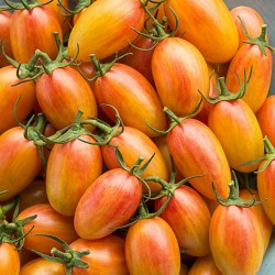 ARTISAN BLUSH TIGER Cherry Tomato Seeds 2.5 - 5