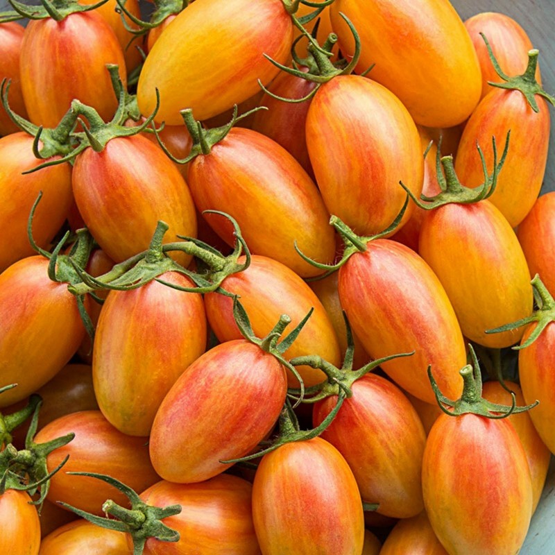 ARTISAN BLUSH TIGER Семена помидоров черри 2.5 - 5