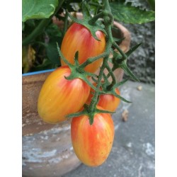 ARTISAN BLUSH TIGER Cherry Tomato Seeds 2.5 - 4