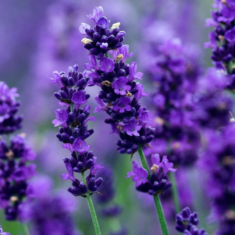 80~800pc Purple Lavender Seeds Lavandula Angustifolia Flower Bulk Seeds CombSH * 
